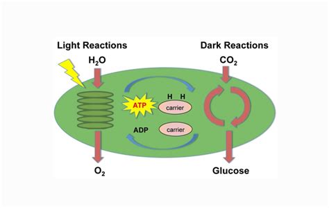 Schematic Diagram Of Light And Dark Reaction Of Photosynthes