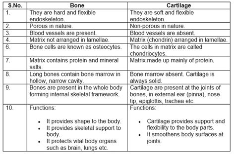 Tissues Class Worksheet