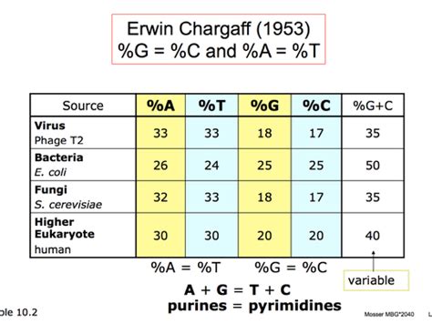 Erwin Chargaff Experiment