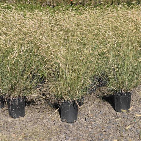 Bouteloua Gracilis Blonde Ambition Blue Heron Nursery