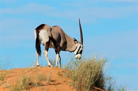 Gemsbok On A Sand Dune Kalahari Desert Stock Photo Image Of