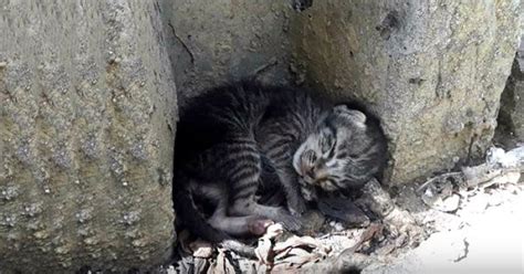 Homeless Kitten Lying Aside Of Street Finally Getting A Real Bed