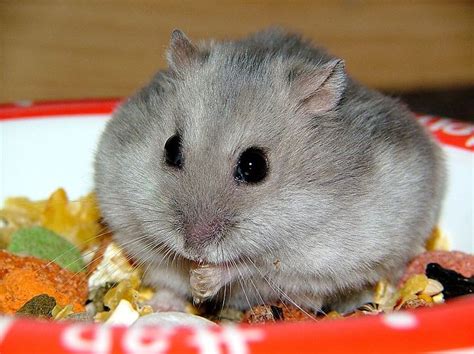 Getting A Syrian Hamster Diet - consultnews