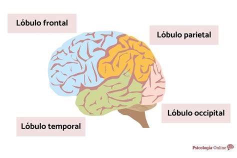 lobulo temporal funcion areas caracteristicas  lesiones