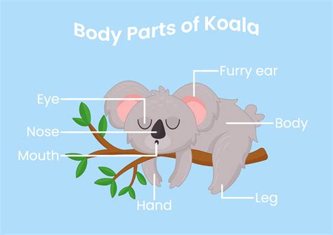 vector body parts   cute cartoon koala animals anatomy  english