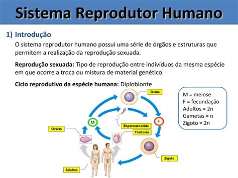 Sistema Reprodutor Masculino Feminino - Sistema Reprodutor Masculino e Feminino | PPT
