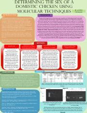 Determining The Sex Of A Domestic Chicken Using Molecular Course Hero