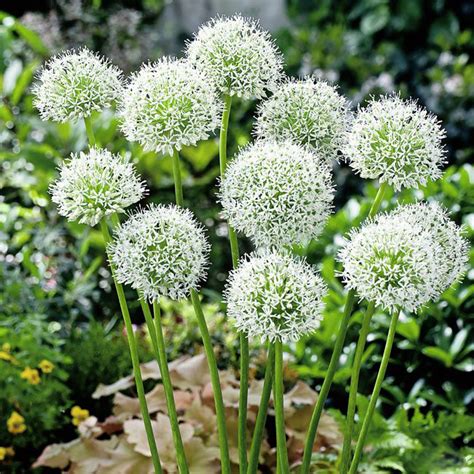 Giant Allium Giganteum Flowers Seeds 100pcspack Urbangardenseed