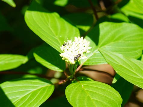 Red Osier Dogwood: a perfect four season native shrub – The Corner
