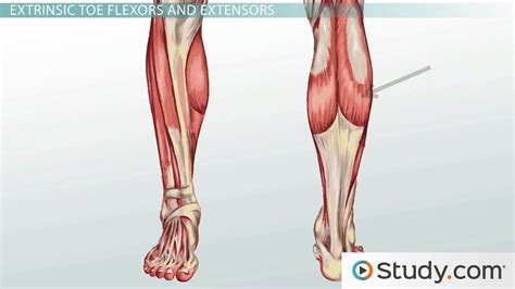 calf muscles Diagram | Quizlet