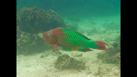 Snorkeling Roatan With Parrotfish At Infinity Bay Resort West Bay Youtube