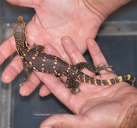 T Albino 66 Het Sulphur Water Monitor By The Reptile Ranch