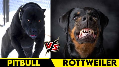 Rottweiler Dog Vs Pitbull Fight