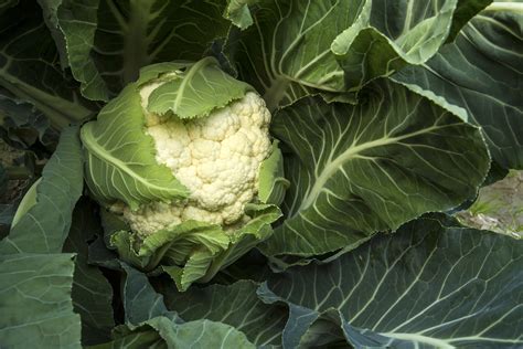 How to Grow Cauliflower: 7 Tips for Growing Cauliflower - 2022 ...