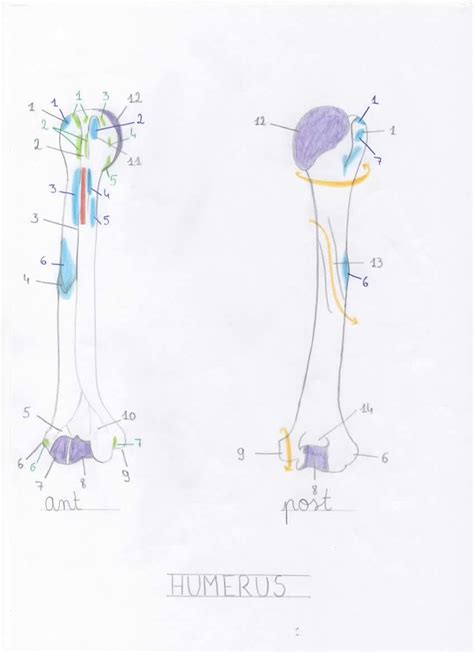 Hum Rus Ost Ologie Ligaments Diagram Quizlet