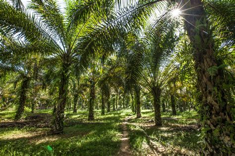 Majority of Singapore brands not transparent about palm oil usage: WWF