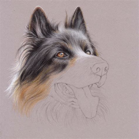How to Draw Fur With Colored Pencil