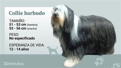 El Collie Barbudo Ladra Mucho