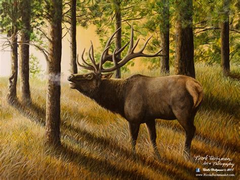 Elk Print Evening Echoes Elk Art Elk Painting Elk Hunting Giclee Canvas