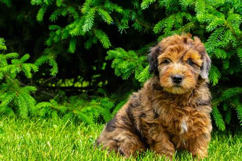 Whoodle Puppies For Sale - My Whoodle - Mini Whoodles Fall 2019