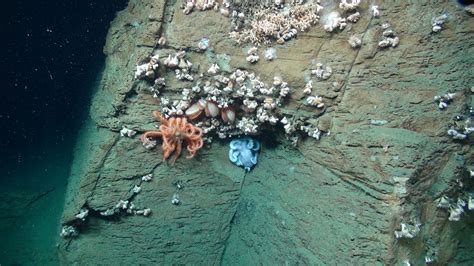 Regional Workshop Held To Explore Submarine Canyons Science And