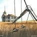 Texas Horny Toad Printed Copy Of Lynn Wilkerson S Etsy