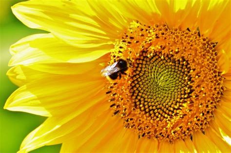 Gratis Billeder Natur Kronblad Flor Sommer Pollen Best Vning