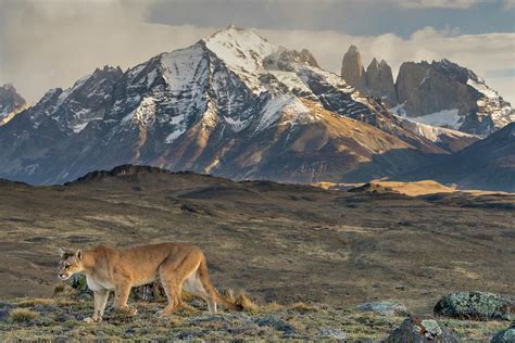 Puma Walking With The Torres Del Paine Mountains In Photograph By Lucas