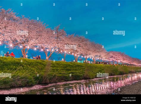 Cherry Blossoms at night in Saitama,Japan Stock Photo - Alamy