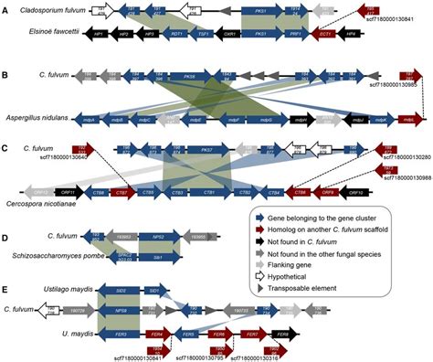 Synteny And Rearrangements Of Conserved Secondary Metabolism Gene