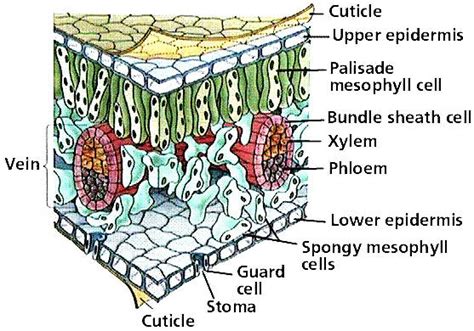 Spongy Mesophyll Cells