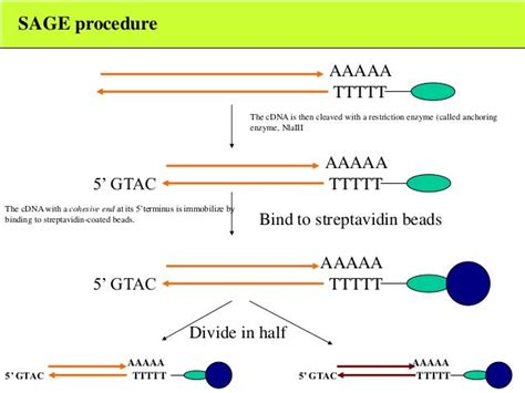 Sage Serial Analysis Of Gene Expression