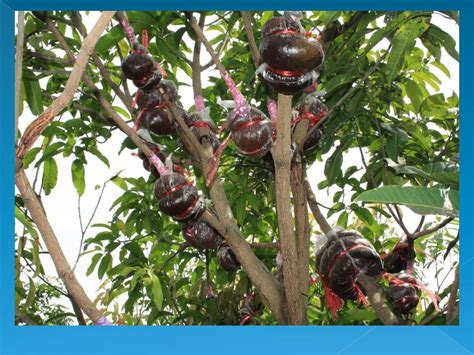 Vegetatif Buatan Pada Tumbuhan