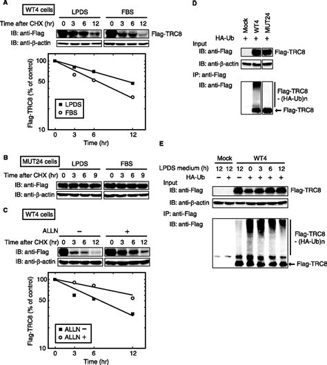 The Sterol Sensing Endoplasmic Reticulum Er Membrane Protein Trc