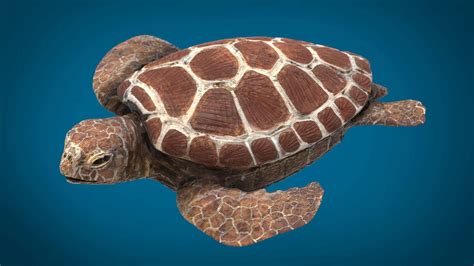 turtle  model  alenfsl