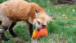 What Do Red Foxes Eat? A Surprising Variety – animalfoodplanet