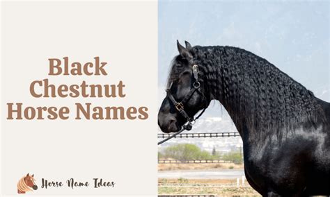 160 Black Chestnut Horse Names - HorseNameIdeas.com