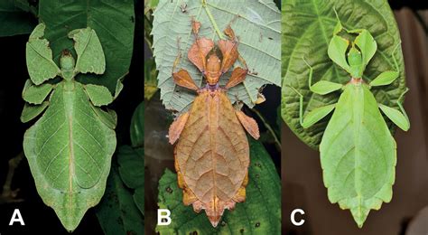 Live Adult Female Leaf Insects Showing Intergeneric And Intraspecific Download Scientific