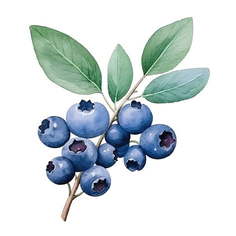 Watercolor Blue Berry Fruit Branch, Art, Autumn, Beautiful PNG