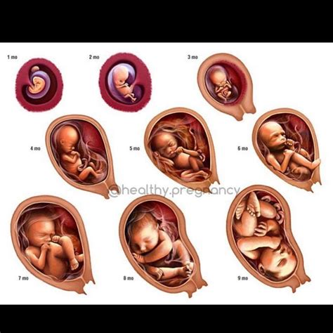 Pin By Aris Maria On Baby Stuff Baby In Womb Stages Of Baby