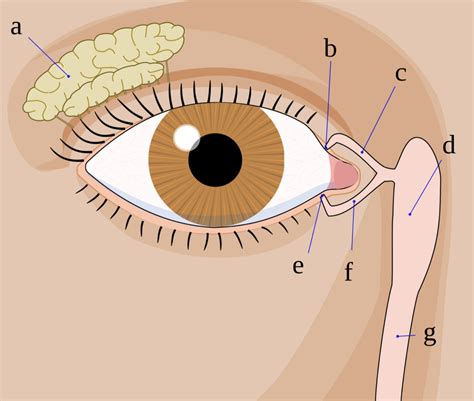 Lab 1 Lacrimal Apparatus Diagram Quizlet