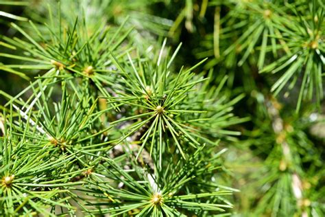 图片素材 性质 科 厂 绿色 常绿 植物学 冷杉 植物群 针叶树 云杉 落叶松 生态系统 雪松 开花植物 松树