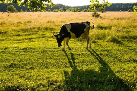 Backlit Cow Grazing In A Field At Sunset Stock Image Image Of Black