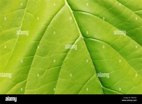 light green leaf texture closeup stock photo alamy
