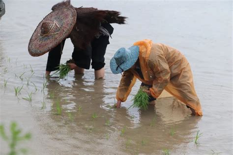 12081亩稻田披上新绿装！开阳这个乡镇抢抓农时插秧忙 贵阳网