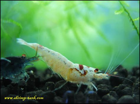 Sss Grade Flower Head Crystal Red Shrimps Shrimp Tank