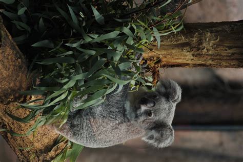 Koala Bears Wallpaper