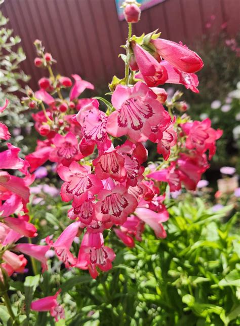 Penstemon 'Cha Cha Pink' 6" Pot - Hello Hello Plants