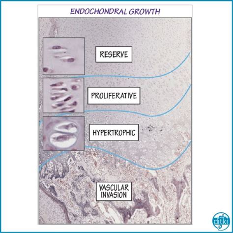 learn   types  bone growth embryology histology