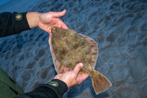 The Best Flounder Bait You Need to Start Using for More Bites